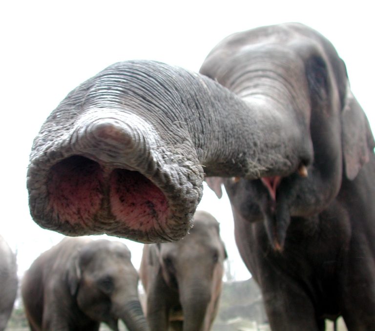 How to a Zookeeper The Ultimate Guide