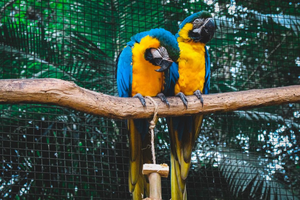 Animals in the Wild vs in Captivity – Advantages & Disadvantages