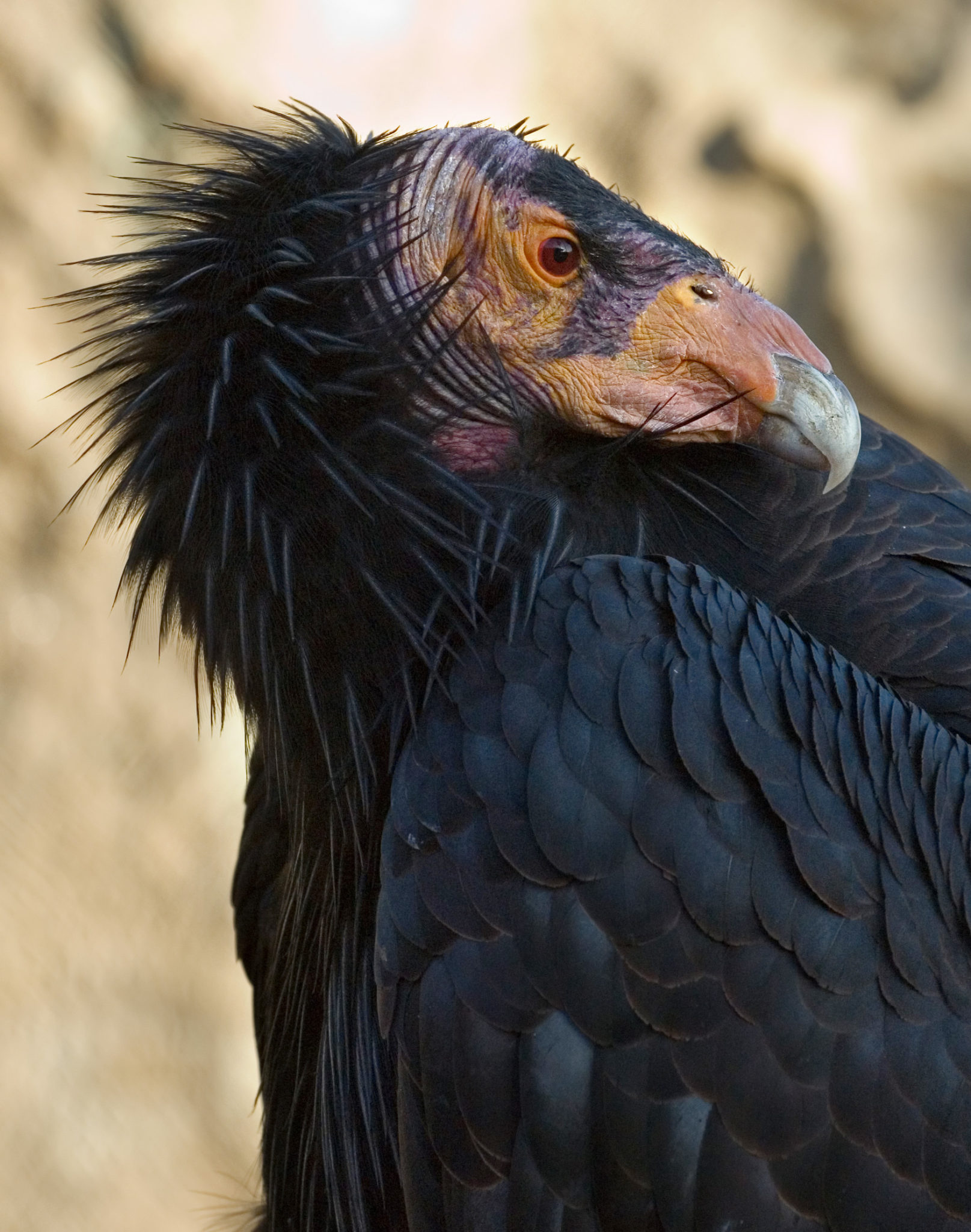 8 Of The Worlds Most Endangered Species